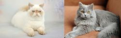 Exotic Shorthair vs British Semi-Longhair - Breed Comparison