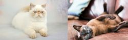 Exotic Shorthair vs Burmese - Breed Comparison