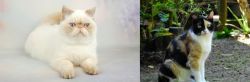 Exotic Shorthair vs Calico - Breed Comparison