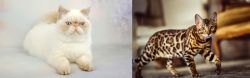 Exotic Shorthair vs Cheetoh - Breed Comparison