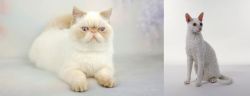 Exotic Shorthair vs Cornish Rex - Breed Comparison