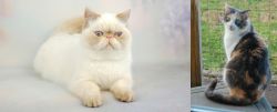 Exotic Shorthair vs Dilute Calico - Breed Comparison