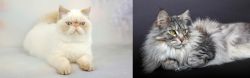 Exotic Shorthair vs Domestic Longhaired Cat - Breed Comparison