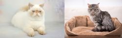 Exotic Shorthair vs Domestic Mediumhair - Breed Comparison