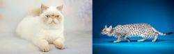 Exotic Shorthair vs Egyptian Mau - Breed Comparison