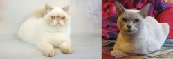 Exotic Shorthair vs European Burmese - Breed Comparison