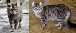 Farm Cat vs American Curl - Breed Comparison