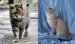 Farm Cat vs American Keuda - Breed Comparison