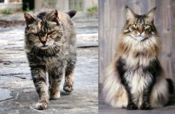 Farm Cat vs American Longhair - Breed Comparison