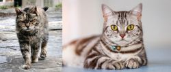Farm Cat vs American Shorthair - Breed Comparison
