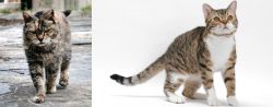 Farm Cat vs American Wirehair - Breed Comparison