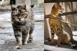 Farm Cat vs Ashera - Breed Comparison