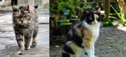 Farm Cat vs Calico - Breed Comparison