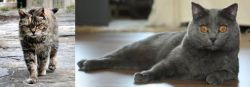 Farm Cat vs Chartreux - Breed Comparison