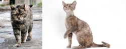 Farm Cat vs Devon Rex - Breed Comparison