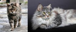 Farm Cat vs Domestic Longhaired Cat - Breed Comparison