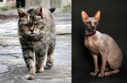 Farm Cat vs Don Sphynx - Breed Comparison