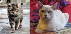 Farm Cat vs European Burmese - Breed Comparison