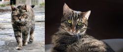 Farm Cat vs European Shorthair - Breed Comparison