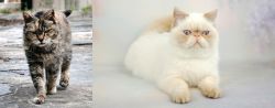 Farm Cat vs Exotic Shorthair - Breed Comparison