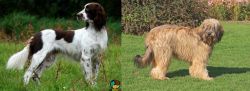 French Spaniel vs Catalan Sheepdog - Breed Comparison