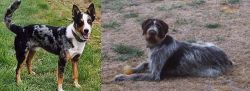 German Coolie vs Deutsch Drahthaar - Breed Comparison