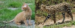 German Rex vs African Serval - Breed Comparison