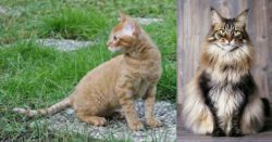 German Rex vs American Longhair - Breed Comparison