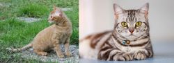 German Rex vs American Shorthair - Breed Comparison