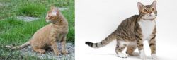 German Rex vs American Wirehair - Breed Comparison