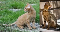 German Rex vs Ashera - Breed Comparison