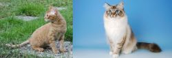 German Rex vs Birman - Breed Comparison