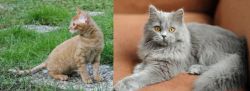 German Rex vs British Semi-Longhair - Breed Comparison