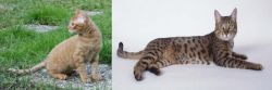 German Rex vs California Spangled Cat - Breed Comparison