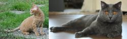 German Rex vs Chartreux - Breed Comparison