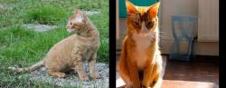 German Rex vs Chausie - Breed Comparison
