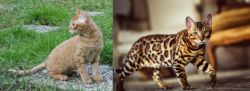 German Rex vs Cheetoh - Breed Comparison