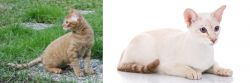 German Rex vs Colorpoint Shorthair - Breed Comparison