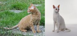 German Rex vs Cornish Rex - Breed Comparison