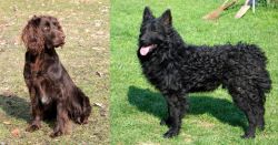 German Spaniel vs Croatian Sheepdog - Breed Comparison