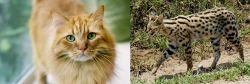 Ginger Tabby vs African Serval - Breed Comparison