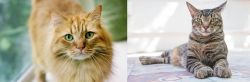 Ginger Tabby vs American Polydactyl - Breed Comparison