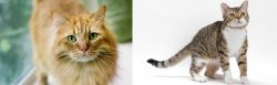 Ginger Tabby vs American Wirehair - Breed Comparison