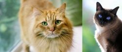 Ginger Tabby vs Applehead Siamese - Breed Comparison