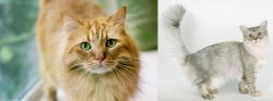 Ginger Tabby vs Asian Semi-Longhair - Breed Comparison