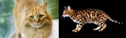 Ginger Tabby vs Bengal - Breed Comparison