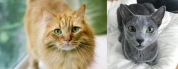 Ginger Tabby vs Blue Russian - Breed Comparison