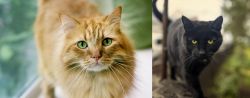 Ginger Tabby vs Bombay - Breed Comparison