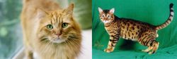 Ginger Tabby vs Bristol - Breed Comparison