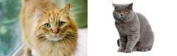 Ginger Tabby vs British Shorthair - Breed Comparison